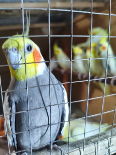 Tutuquşları: Salam. ENDİRİMLƏR🦜🐦 DANIŞAN VƏ DANIŞMAGA HAZİR OLAN QUŞLAR — 7