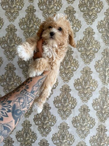 İtlər: 4 ay, Dişi, Peyvəndli, Ünvandan götürmə — 16