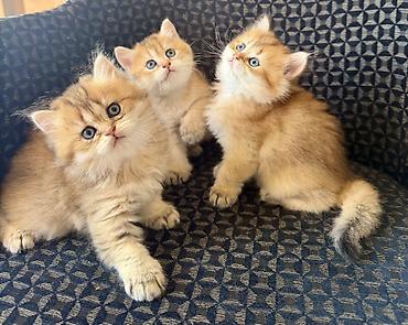ragdoll pisik: Qızıl şinşilla — 1