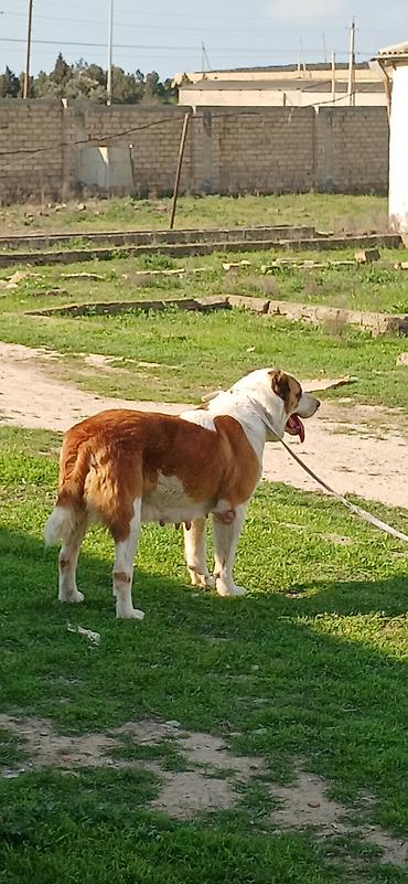 İtlər: Alabay, 3 il, Dişi, Peyvəndli — 1