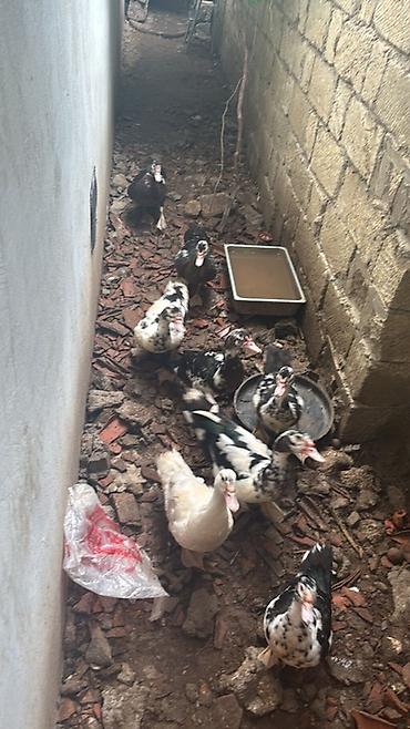 ordək yumurtası: Lal ordekler satilir erkey 17m disi 15 m 1,2 aya yumurtaya dusecekler — 1