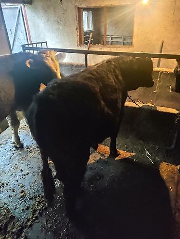 Коровы, быки: Продаю | Бык (самец) | На откорм | Привязанные — 11