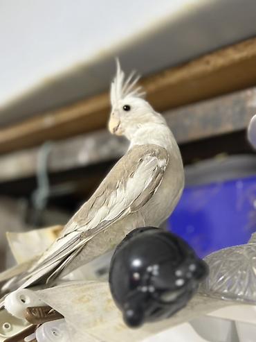 Quşlar: Yanagsız korella (cockatiel) – xüsusi rəng mutasiyası. - Rcəng: açıq — 4