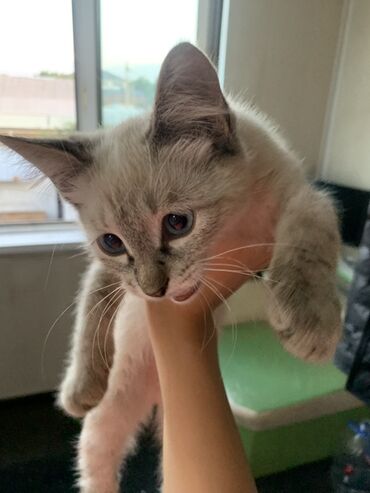 котята простые: 1 айлык, Ургаачы, Боз