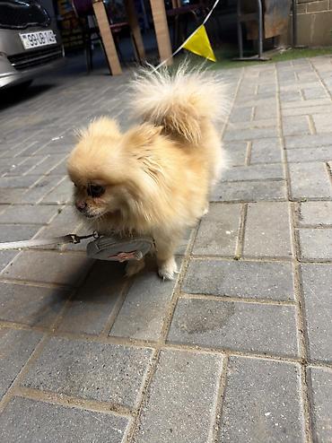heyvan sekilleri yukle: 🐶 Satılır – Çox Şirin Dişi Pomeranian (Spitz) 🐶 2 yaşlı, dişi, çox — 5