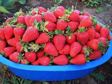 Капельный полив: Капельная лента 1 метр -1.75 сом Капельное орошение!!!#Капельная — 10