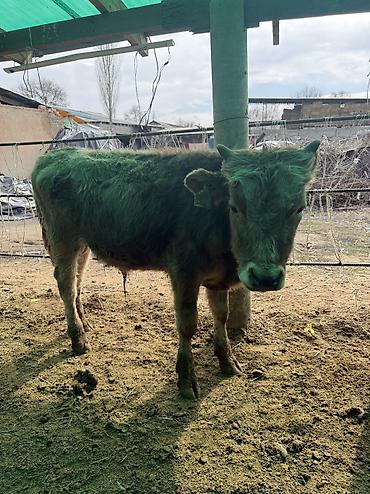 Коровы, быки: Продаю | Бык (самец) — 12