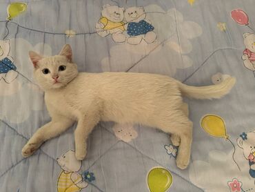 британская кошка: Мышык бекер берилет: Ангор, 3 айлык, Ургаачы, Лотокко барууга үйрөтүлгөн, Курттардан тазаланган
