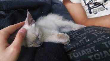 щенки золотистого ретривера: Кошка даром: Беспородная, 1 месяц, Мальчик, Приучена к лотку