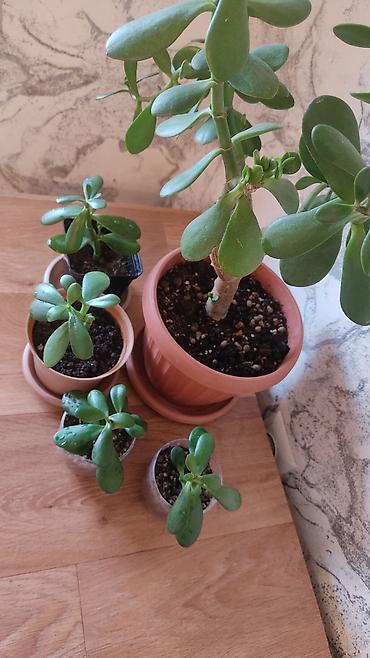 Другие комнатные растения: Толстянка,сансевиерия. Продаю толстянку! Есть взрослое растение - — 4