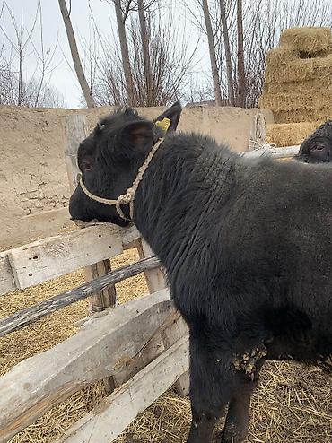 Коровы, быки: Продаю | Бык (самец), Музоо, торпок | Ангус, Абердин-ангус | На откорм, На забой — 4