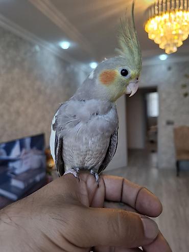 pidbul balasi: Salam. 3 ayliq ter temiz karella balasi. oz qusumun balasidi. tam — 4