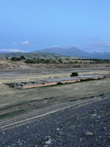 Коровы, быки: Продается кошара в селе Мураке, Московский район, территория участка 1 — 12