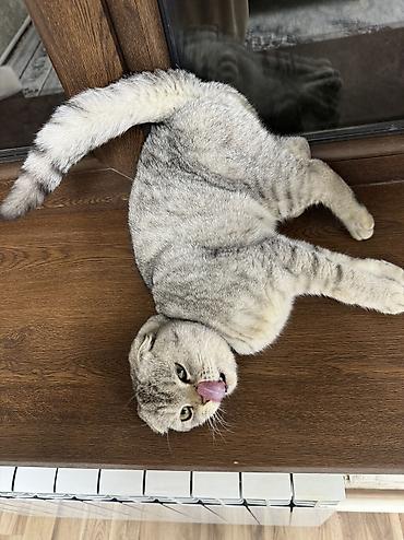 Продажа кошек: Скотиш Фолд (Шотландская вислоухая), 10 месяцев, Мальчик, Проглистована, Приучена к лотку — 7