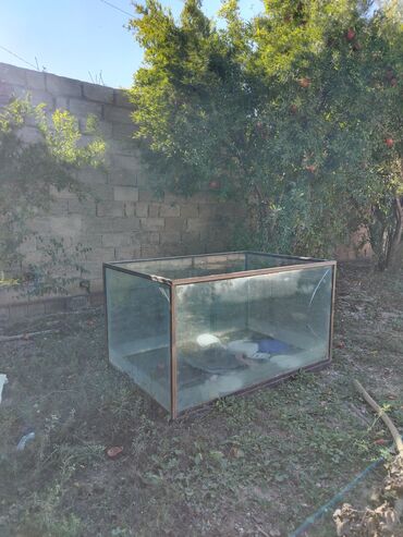 pişiklər ucuz: Böyük şüşə akvarium - Material: qalın şüşə panellər, künclərdə