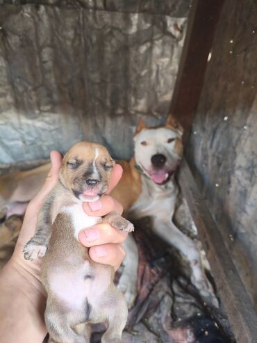 İtlər: Pitbul, 1 ay, Ünvandan götürmə, Rayonlara çatdırılma, Pulsuz çatdırılma — 7