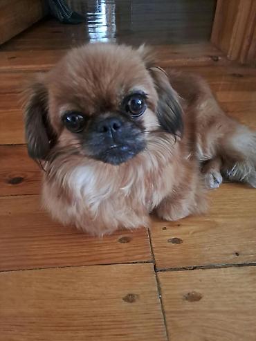 Təmiz sort Pekines ayın 7si 5şı olacaq tualet terbiyyesi var Dişidir