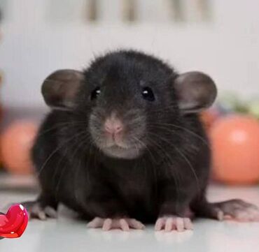 Крысы: У нас родились сатиновые крысята.Друзья в питомнике - Rat Hause Love