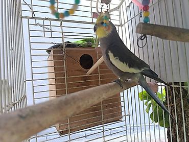 tutuquşlar: Nimfa (Cockatiel) – boz-ağ rəngli, sarı lələklı qaşqa və narıncı — 3