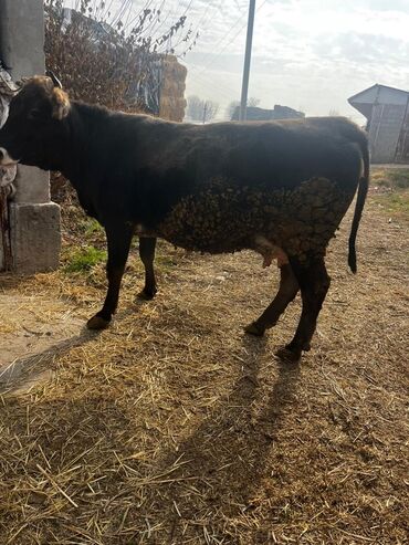 Коровы, быки: Продаю | Корова (самка) | Для молока | Привязанные — 1