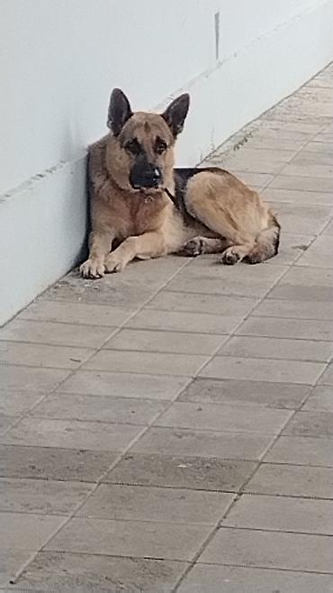 mal qara qusar: Alman çoban iti, Peyvəndli — 7