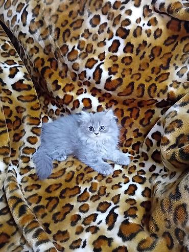 paroda pisik: Boz tüklü, uzun xəzli balaca pişik balası. - Yumşaq, dolğun tüklər və — 1