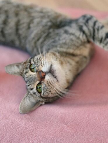 pişik sumkası: Dişi, Yaxşı əllərə, Ünvandan götürmə