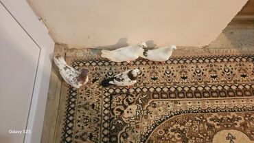 geref quşu: Göyərçinlər