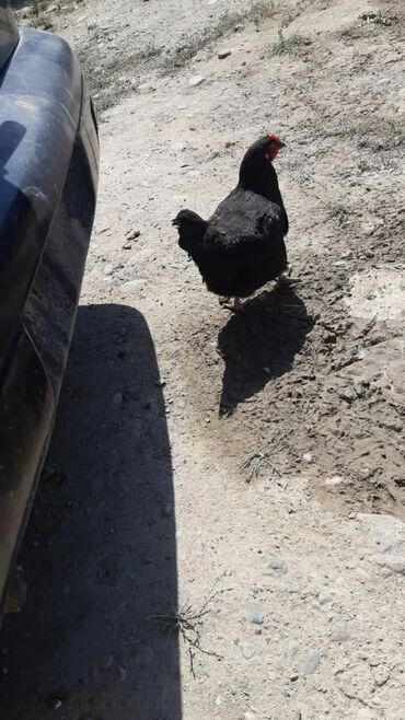 Куры, петухи: Продаю | Петух, Цыплята, Куры | Брама, Домашняя | На забой, Для разведения, Несушки — 9