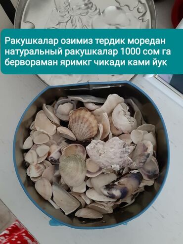 обогреватель для аквариума: Ракушки с море сами собирали натуральные