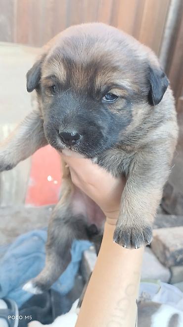 Продажа собак: Овчарка, 1 месяц, Самка — 5