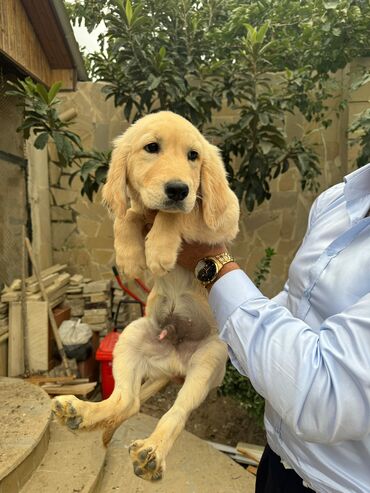 İtlər: Retriever, 2 ay, Erkek, Sənədli, Ünvandan götürmə, Pulsuz çatdırılma, Ödənişli çatdırılma