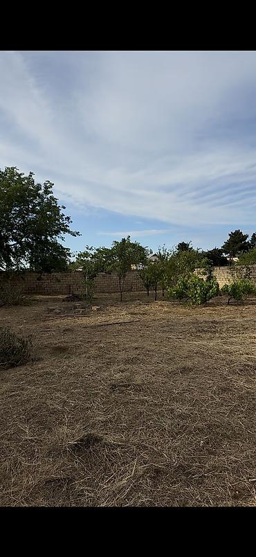 şaftali bagi: 2 sot, Tikinti, Mülkiyyətçi, Kupça (Çıxarış) — 2