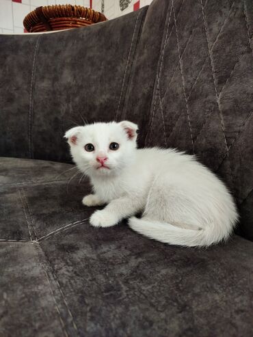 чихуахуа цена в баку: Şotland yastı qulaq lalafo.az -da чихуахуа цена в баку: Şotland yastı qulaq