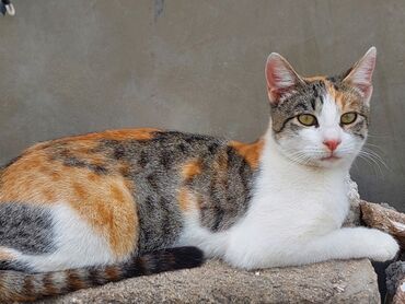 Pişiklər: Yaxşı əllərə -da lalafo.az — 5 Pişiklər: Yaxşı əllərə — 5