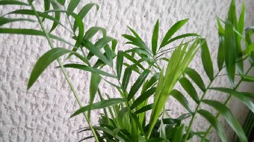 Sobne biljke: Palma Shamaedorea, jednostavna za održavanje