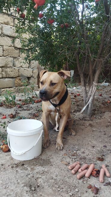 labrador satışı: Питбуль, 8 месяцев, Самец, С прививками, Самовывоз, Платная доставка