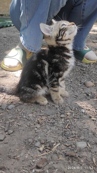 бурманская кошка: Одам в добрые руки, мальчик, очень ласковый добрый, не гадит, в туалет