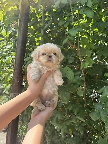 golden balası: Pekines, 2 ay, Dişi — 3
