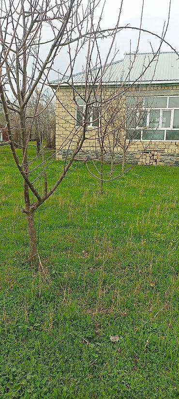 bileceri dasinmaz emlak: Qəbələ, 100 kv. m, 5 otaqlı, Hovuzsuz, İnternet — 4