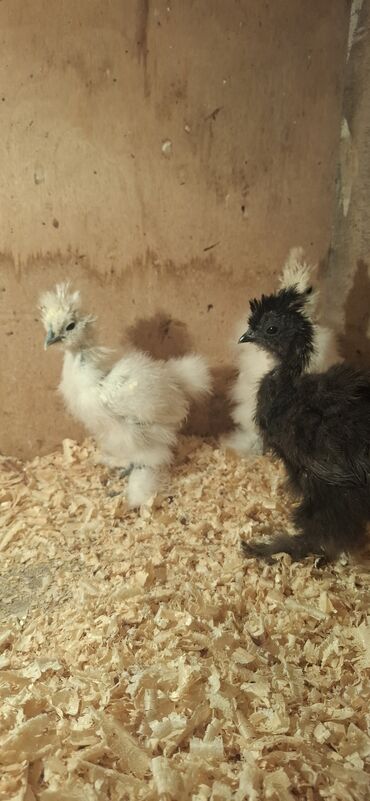 Cücələr: Toyuq cücələri, Damazlıq — 5