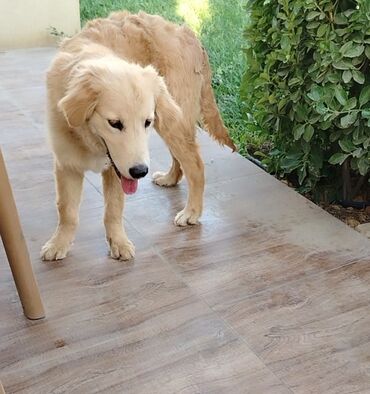 golden: Retriever, 5 ay, Erkek