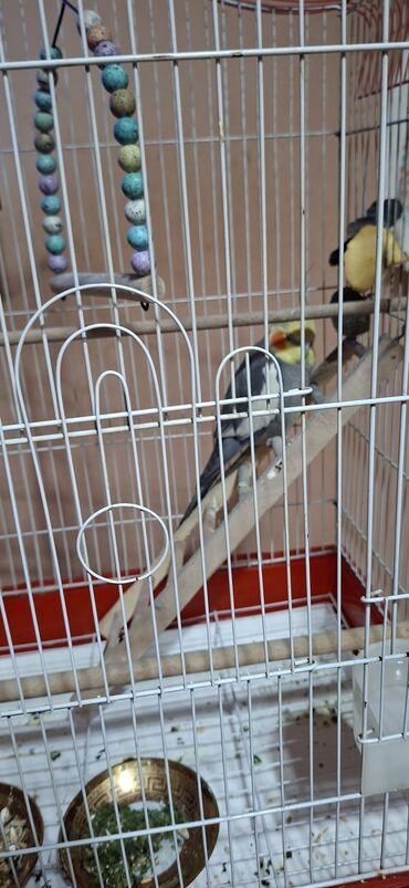 щенки ротвейлера бишкек: Məhsul: Nimfa (cockatiel) papağanı və qəfəs dəsti.korella balasi her