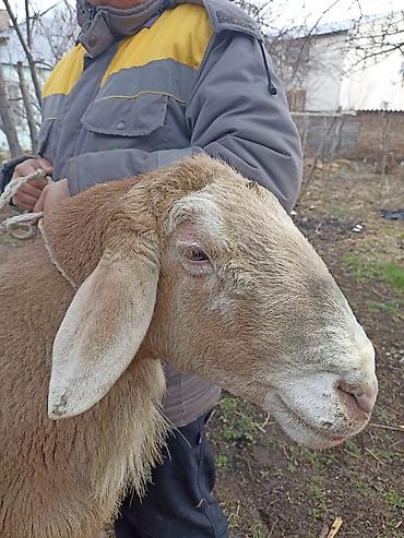 Баран, овца: Продаю | Овца (самка) | Арашан | Для разведения — 8