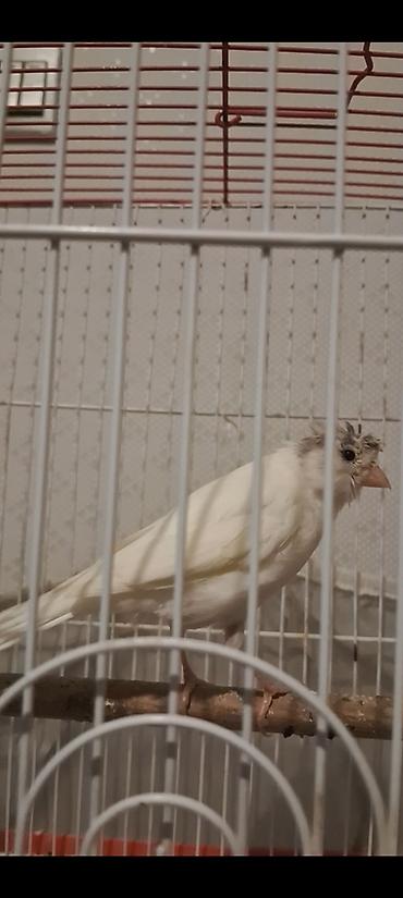 Quşlar: Cavan quşlar satılır Erkək və maya 50 m başlayır — 4
