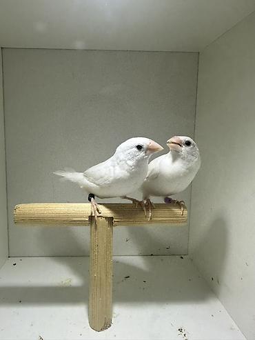 heyvanlar quşlar: Ağ rəngli Ag benqal cütü — 1