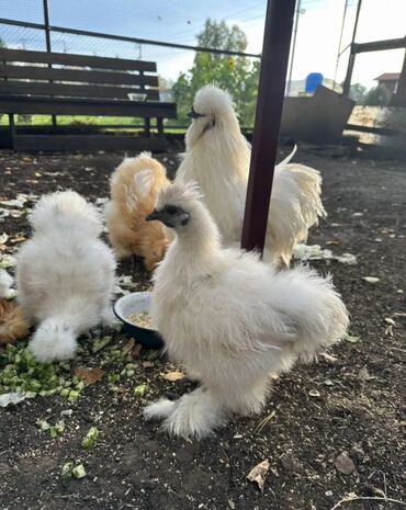 купить декоративных курей: Продаю | Петух, Куры