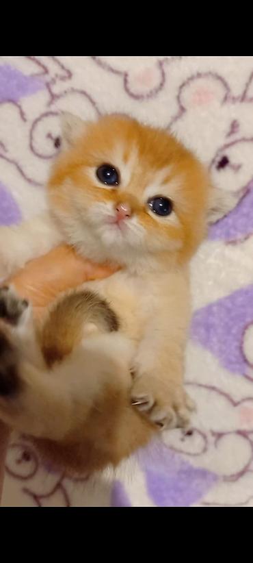 Pişiklər: Qızıl şinşilla, Erkək — 3