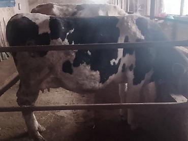 Коровы, быки: Продаю | Корова (самка) | Для молока | Привязанные — 10