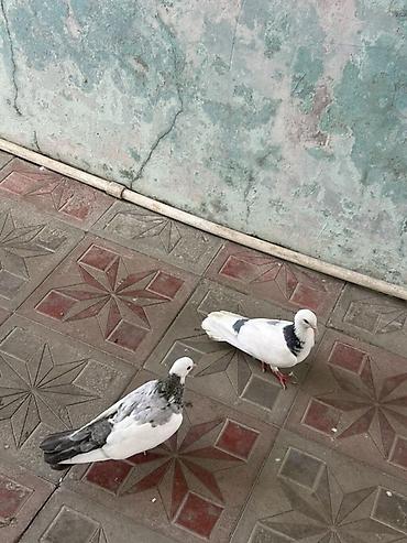 goyercin uzuyu: Cüt dekorativ göyərçin - Növ: dekorativ/ev göyərçini - Rəng: ağ əsas — 2